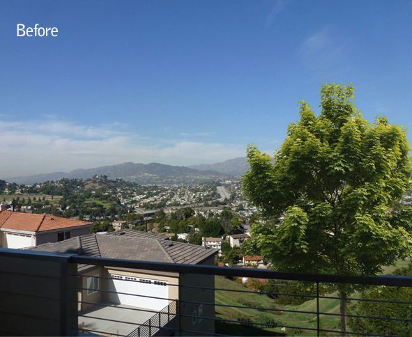 Backyard view blocked by tall tree on the right