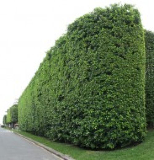 34 to 40 foot tall ficus hedge blocking huge swath of coastline view