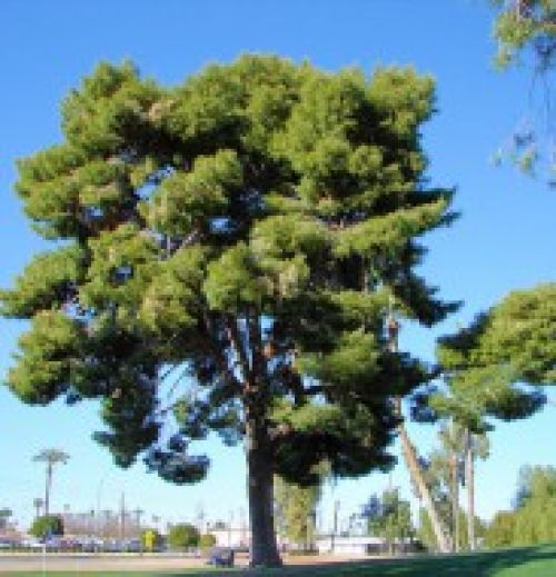 Aleppo pines obstructing 100 foot panoramic view of Santa Monica Bay