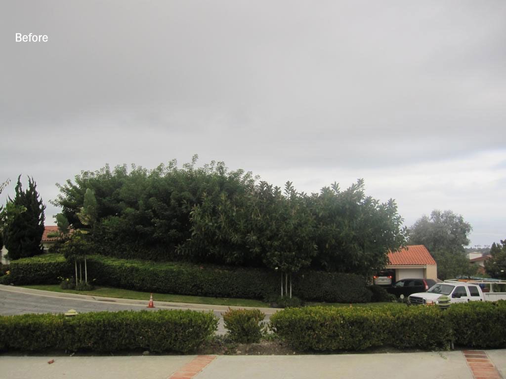 Sunset coastal views blocked by large overgrown shrubs