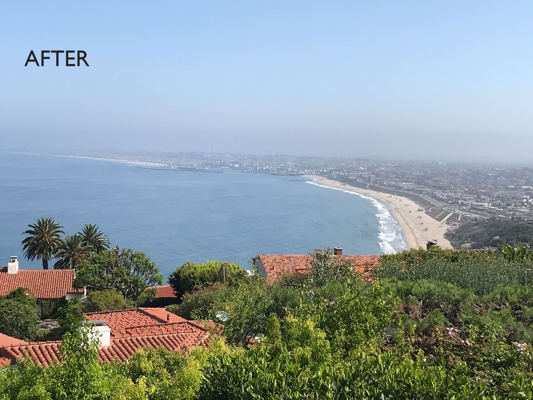 South Bay Coast view restored, large palm tree removed