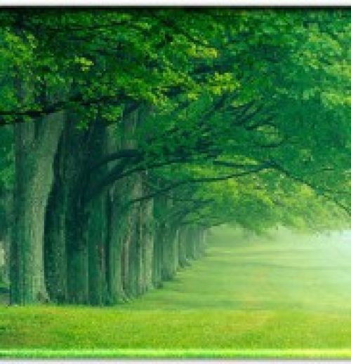 22 trees obstructing views of Santa Monica Bay, Coastline & Los Angeles Basin
