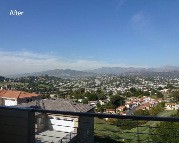 Backyard view restored, tall tree on right removed