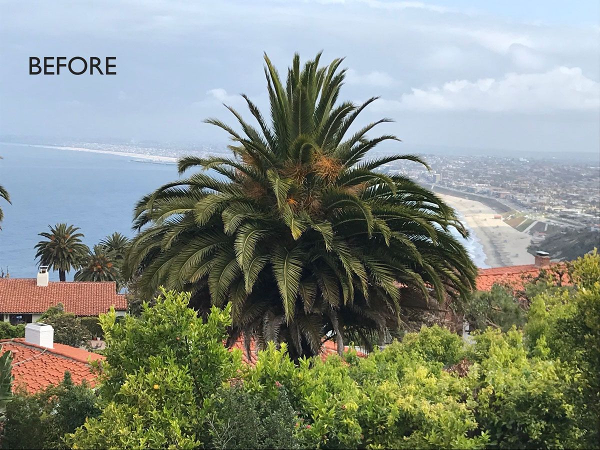 South Bay Coast view blocked by a large palm tree
